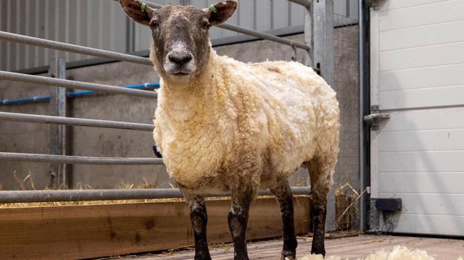 Oveja Fiona. Foto: Facebook The Sheep Game.