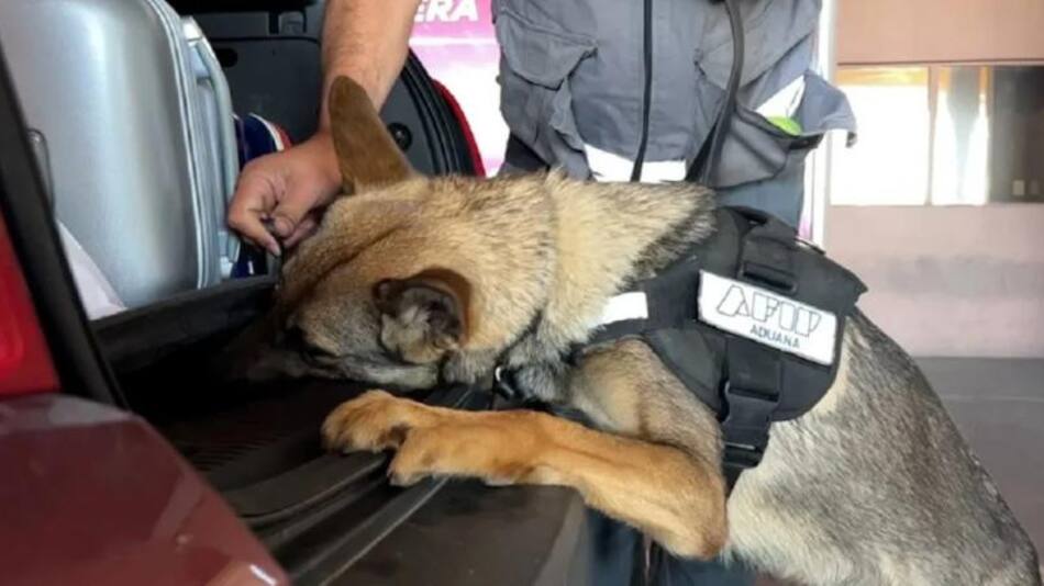 Perro de la Aduana. Foto: NA