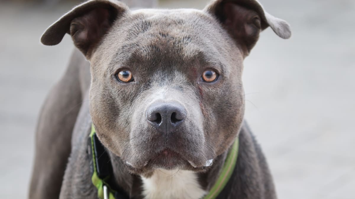 Pitbull, perro.