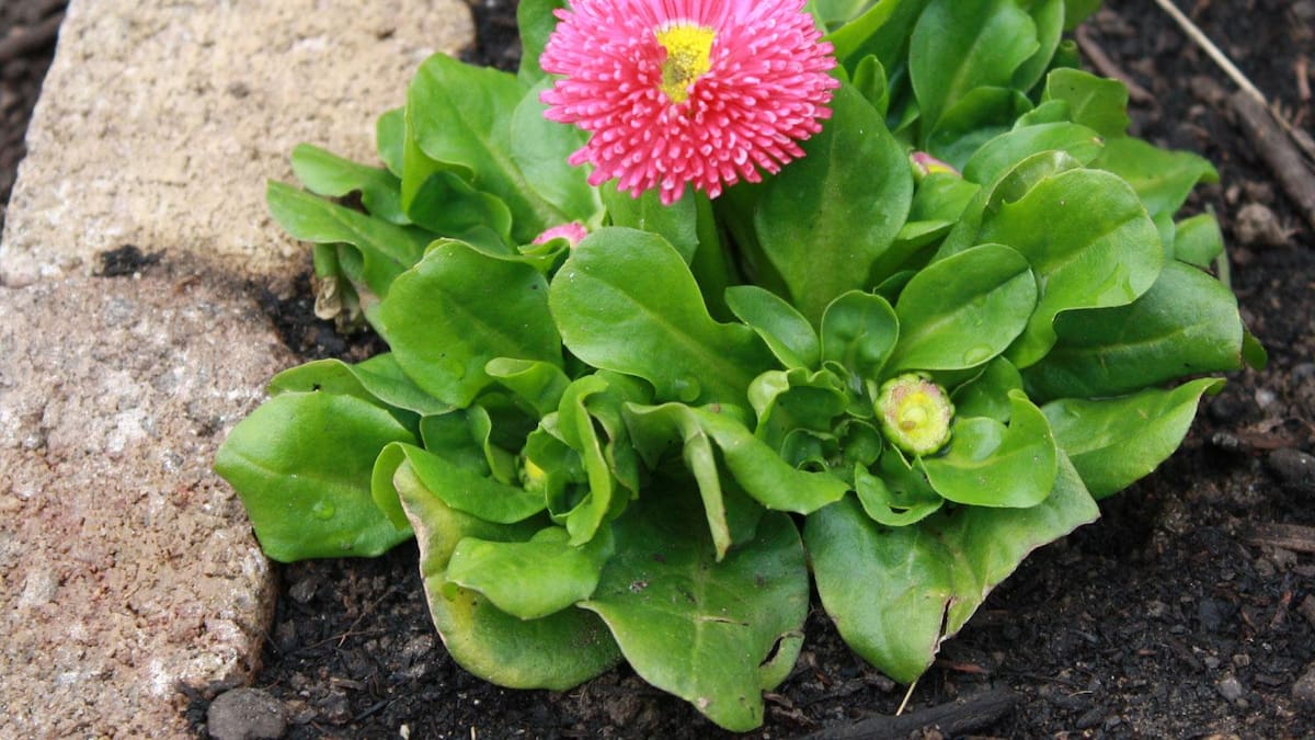 Guía completa de la bellis: cómo cultivar y cuidar la chirivita de invierno