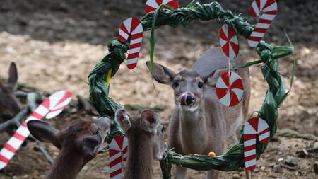 Animales del zoológico de Cali recibieron un delicioso banquete navideño. Foto: EFE