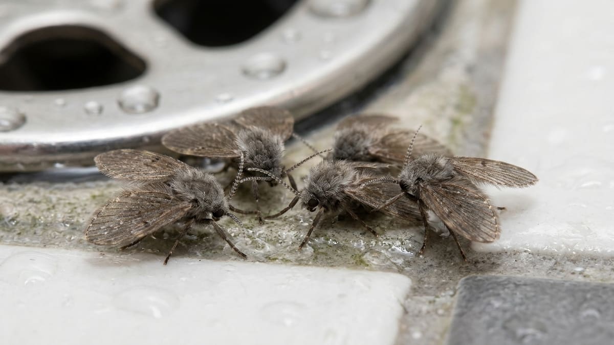 Mosquitas en el baño y la cocina: el truco para eliminarlas de raíz y evitar que vuelvan para siempre