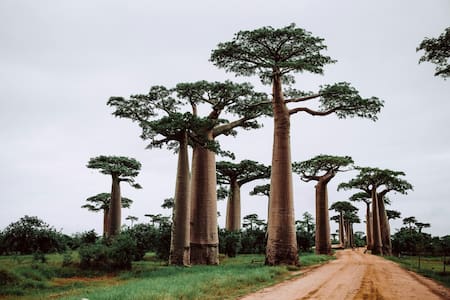 Árbol baobad, originario de África. Foto: Unsplash.