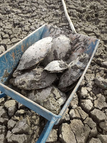 Tortugas rescatadas en Goya, Corrientes 1. Foto: Télam.