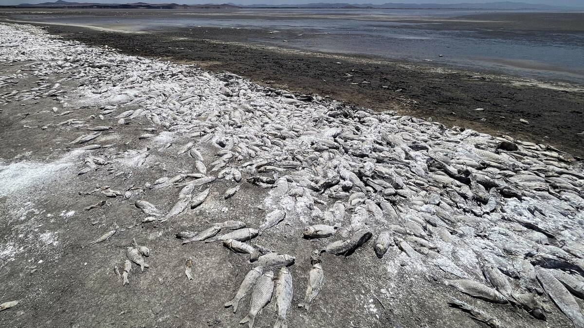 Sequía extrema en México produce la muerte de miles de peces. Foto: EFE.