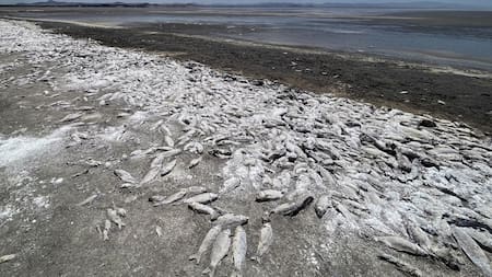 Sequía extrema en México produce la muerte de miles de peces. Foto: EFE.