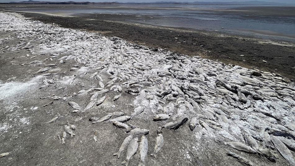 Sequía extrema en México produce la muerte de miles de peces. Foto: EFE.
