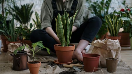 Temperaturas extremas: cómo cuidar las plantas durante las olas de calor y evitar que se quemen