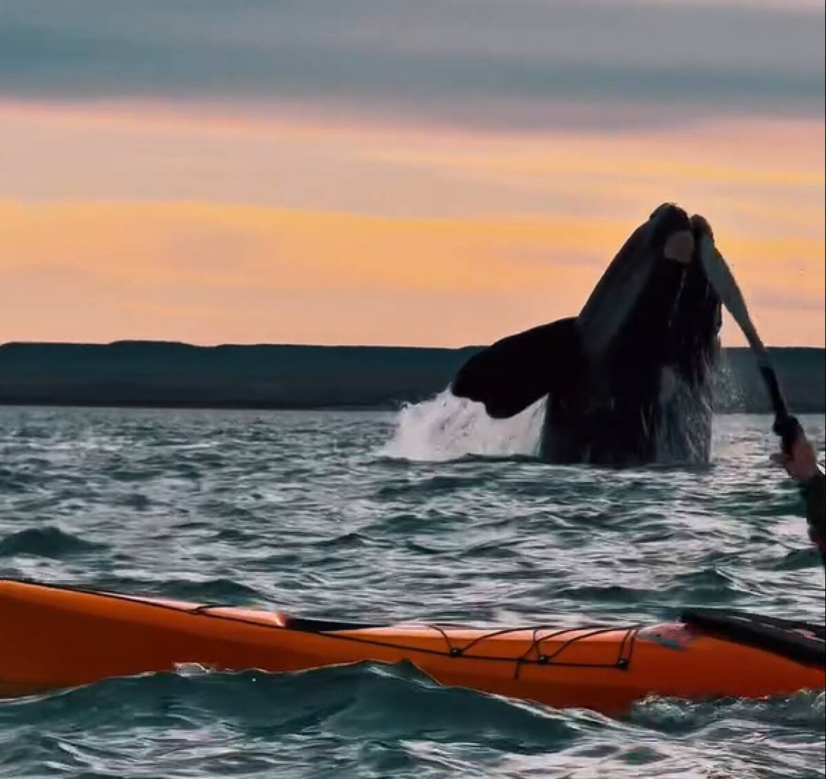 Avistaje de ballenas. Foto: captura video Instagram/rockhopper_ph