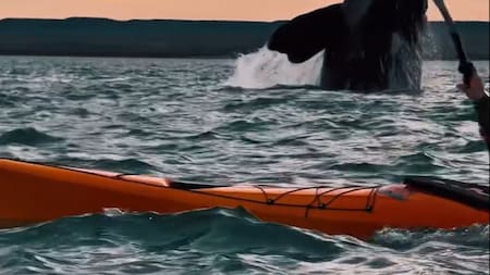 Avistaje de ballenas. Foto: captura video Instagram/rockhopper_ph