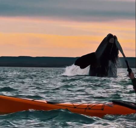 Avistaje de ballenas. Foto: captura video Instagram/rockhopper_ph
