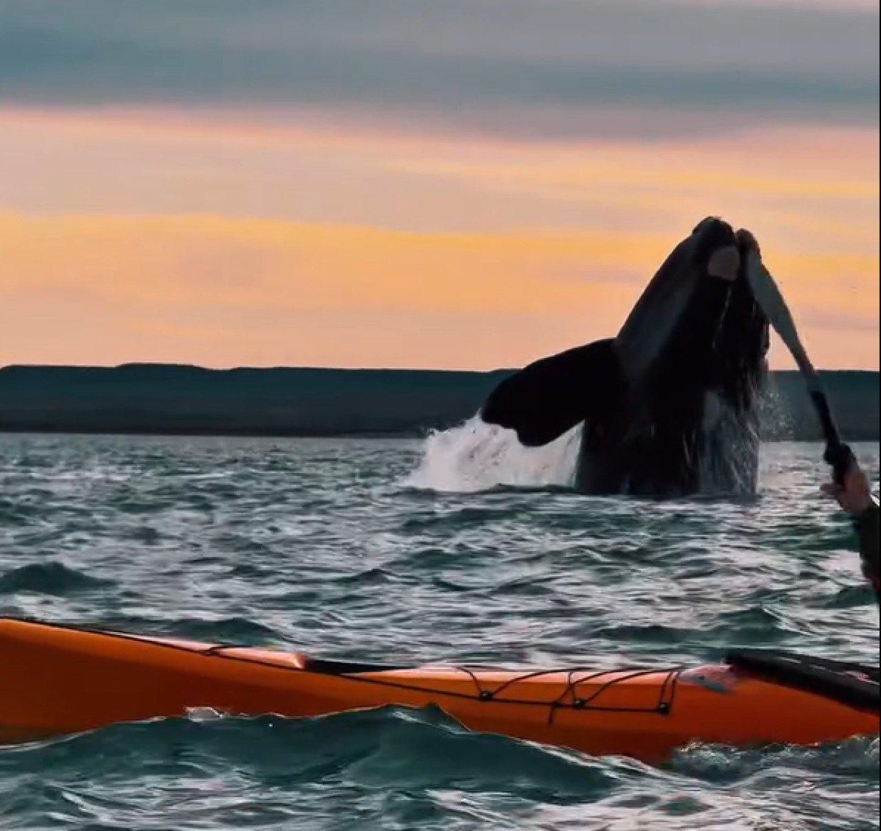 Avistaje de ballenas. Foto: captura video Instagram/rockhopper_ph