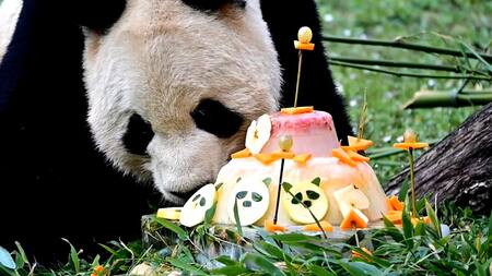 Pasteles de despedida para los osos panda que regresarán a China. Foto: captura Viory.