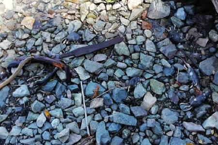 Invasión de ratas en la cordillera patagónica