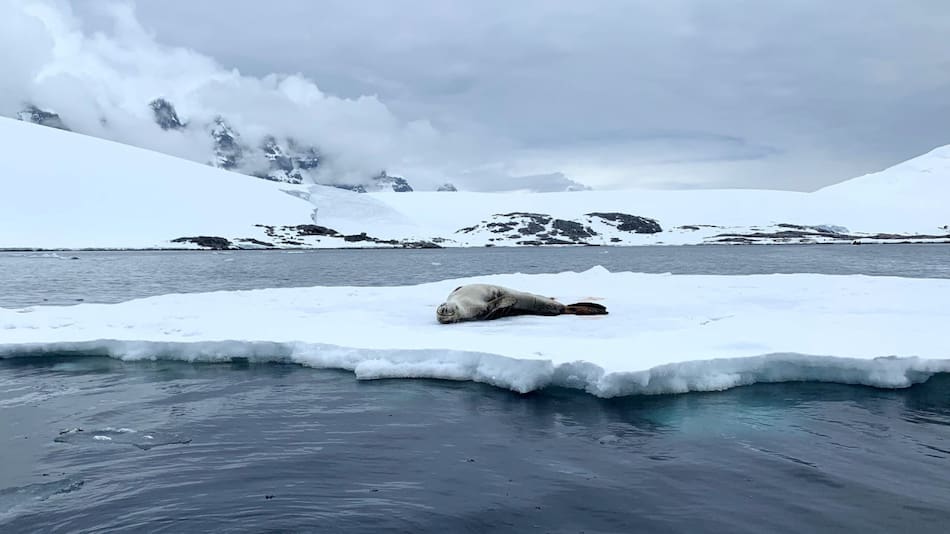 Foca en la Antártida. Foto: EFE