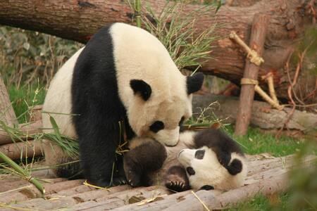 Pandas. Fuente: Pexels.