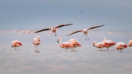 Parque Nacional Ansenuza