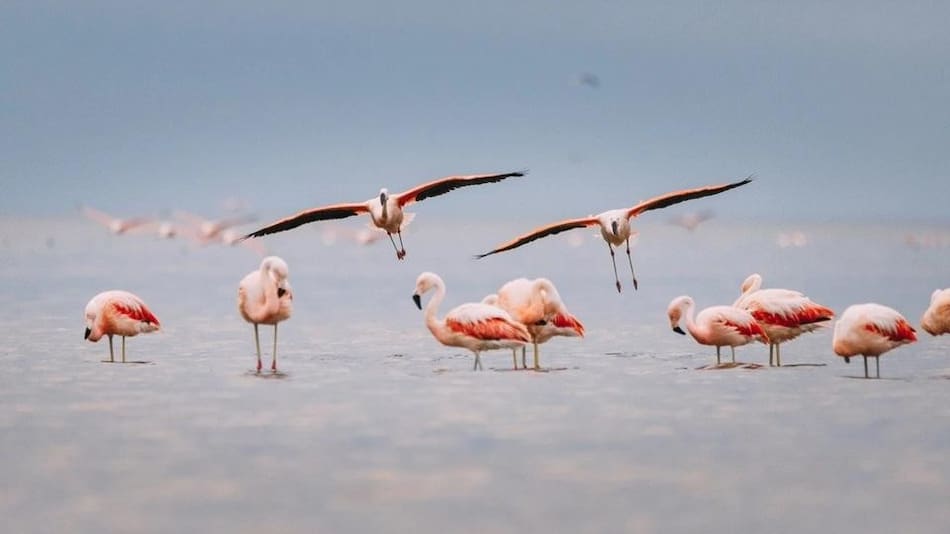 Parque Nacional Ansenuza