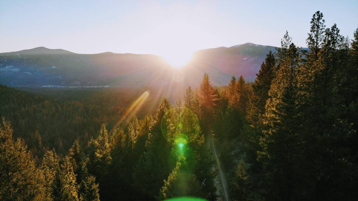 El aumento de las temperaturas significa una amenaza para las hojas de los árboles. Foto: Unsplash.