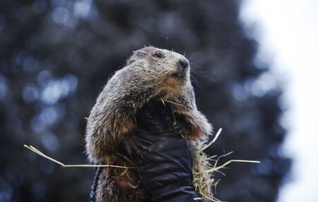 La Marmota Phil. Foto: Efe.