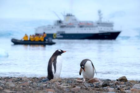 Pingüinos en las costas de la Antártica. Foto: Unsplash