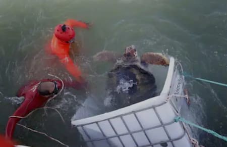 Liberaron al tortugo Jorge. Foto: Noticias Ambientales.