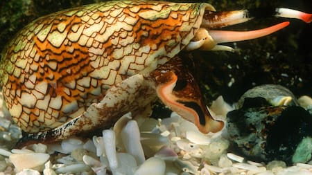 Caracol cono. Foto: Wikipedia.