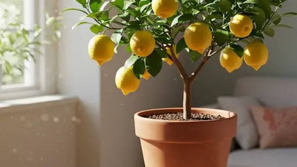Dónde colocar la maceta de un limonero para que crezca fuerte y saludable.