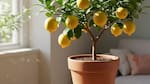Limonero en maceta: dónde colocarlo para que crezca sano, fuerte y lleno de frutos