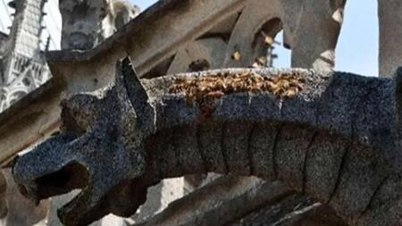 Notre Dame: se develó el misterio de las 150 mil abejas que estuvieron en el incendio