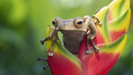 El coquí y la crisis climática: la diminuta rana con su canto único que lucha por sobrevivir
