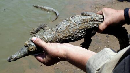 Caimanes del Orinoco. Foto: EFE