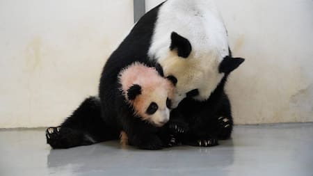 El bebé panda en pleno baño. Foto: Canal de Telegram de Svetlana Akulova @svetlanaakulova1