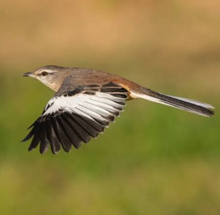 Calandria Real (mimus triurus). Foto: Instagram / ezequiel_vivas_fotonaturaleza.