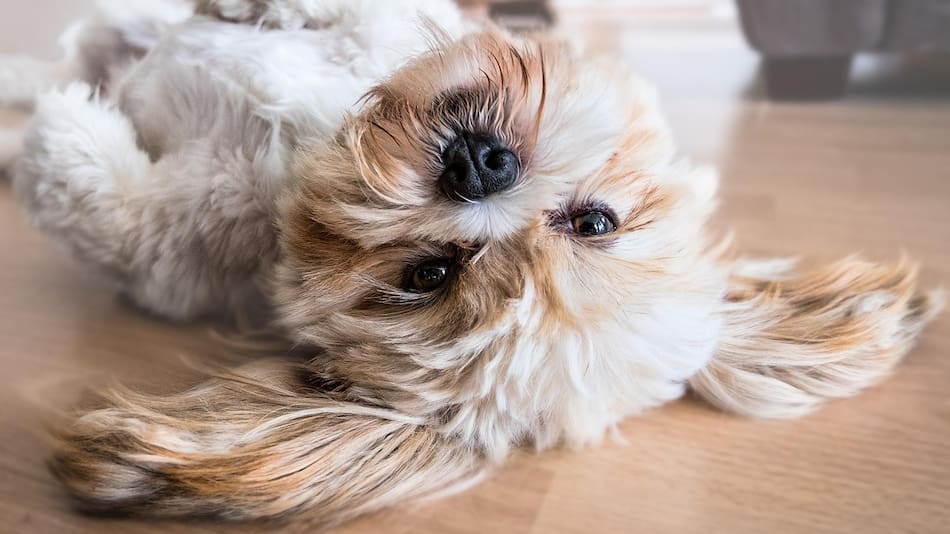 Los perros se acuestan boca arriba por una curiosa razón.