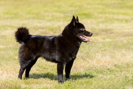 Raza de perro Schipperke. Foto: Hundeo.