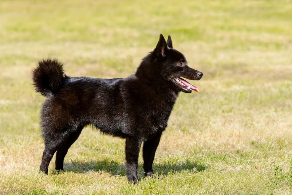Raza de perro Schipperke. Foto: Hundeo.