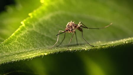 Un truco para evitar las picaduras de los mosquitos. Foto Unsplash.