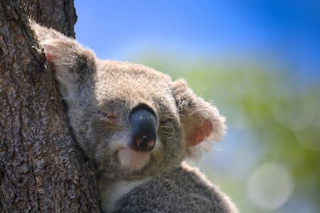 Koalas. Foto: Unsplash