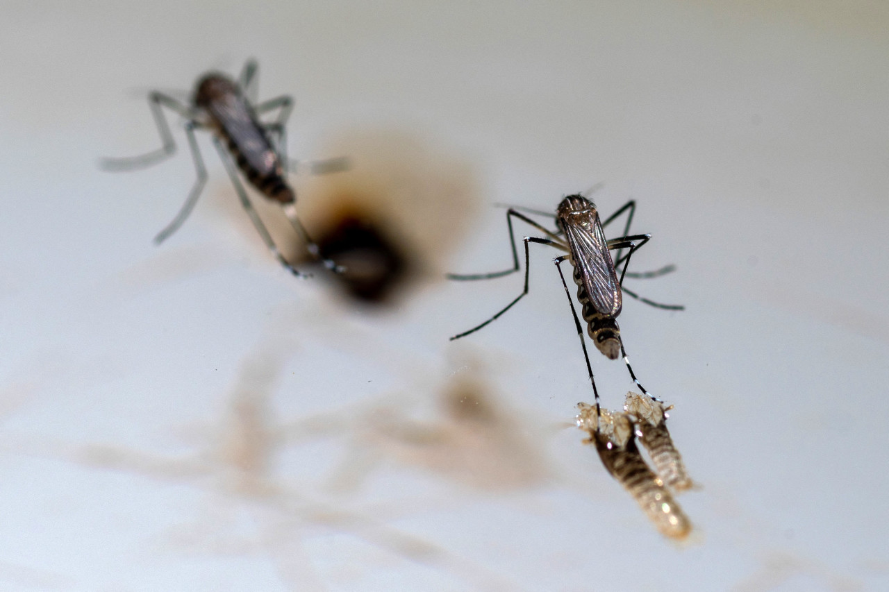 Dengue en la Ciudad de Buenos Aires. Foto: Reuters.
