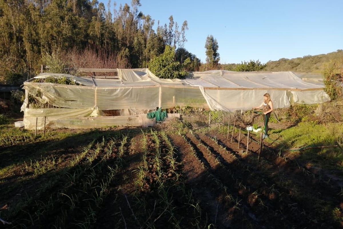 La propuesta ubicada cerca de Matanzas, incluye desayuno, almuerzo, excursiones y horarios flexibles. La convocatoria está abierta a viajeros solos, parejas y dúos que quieran sumarse a tareas de huerta, jardinería y mantenimiento rural.