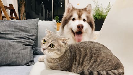 Perros y gatos. Foto: Unsplash