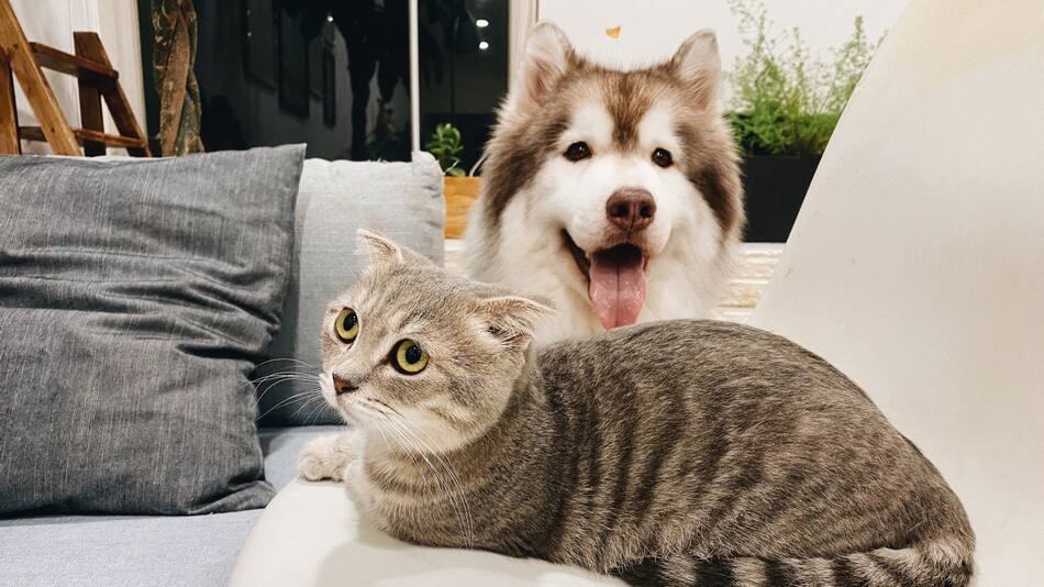 Perros y gatos. Foto: Unsplash