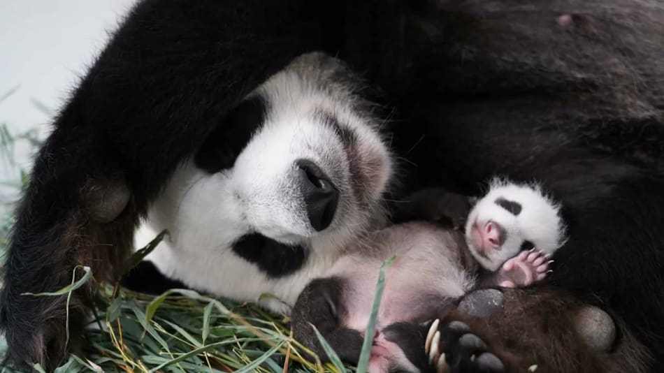 Ding Dong y su cachorro en el Zoológico de Moscú. Foto: Captura de pantalla.