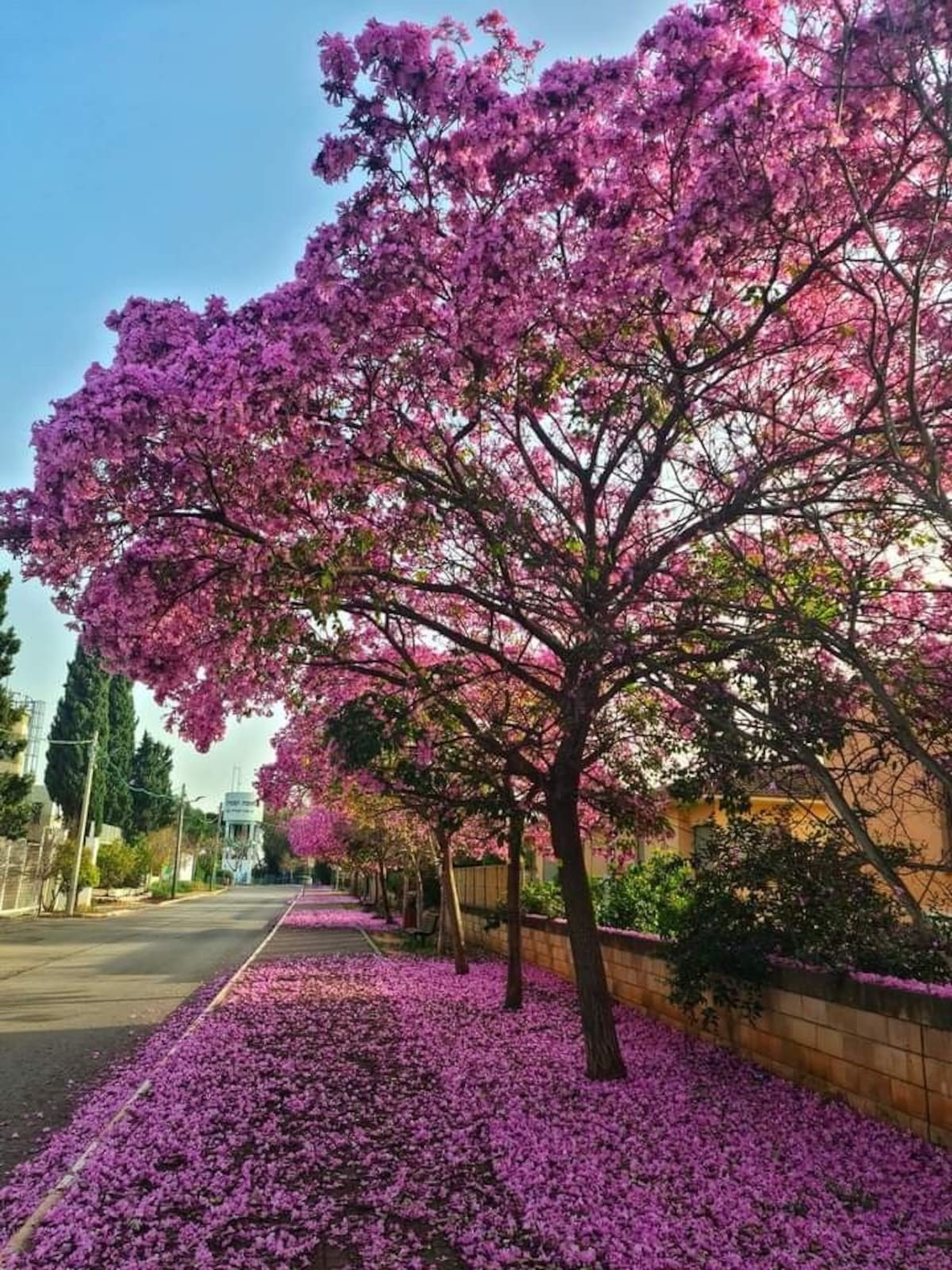 El lapacho rosado se destaca por sus flores intensas que llenan de color calles, parques y jardines.