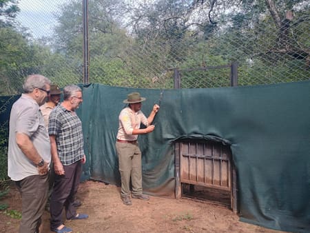 Liberaron a "Miní" en El Impenetrable, una yaguareté silvestre proveniente de Iberá. Foto: argentina.gob.ar