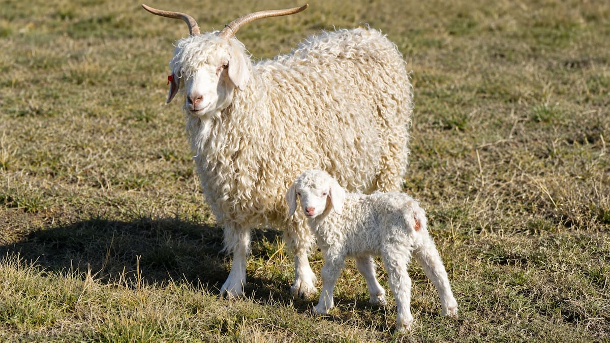 Las cabras de Angora