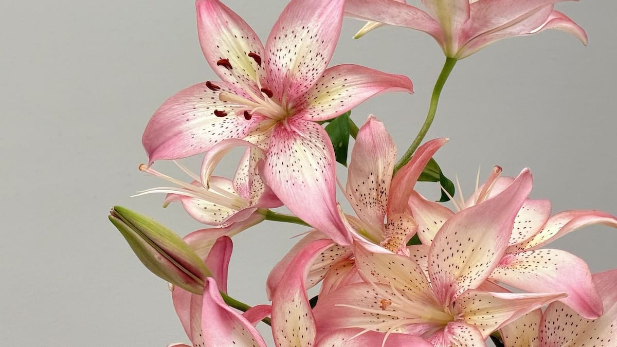Es más fácil que las orquídeas: guía completa de Lilium para llenar de color tu casa y que explote de flores