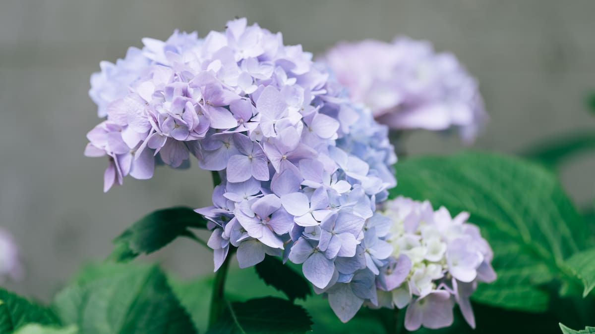 La planta que tenés que podar antes de la primavera para que estalle de flores: la guía completa para cuidar las hortensias