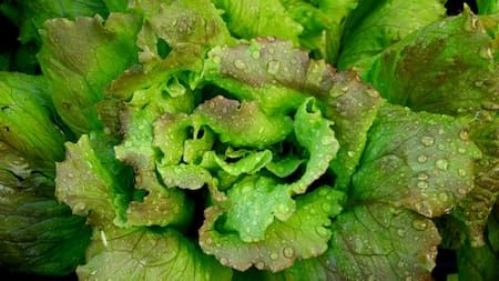 La forma correcta de lavar la lechuga: el ingrediente que no puede faltar para desinfectarla
